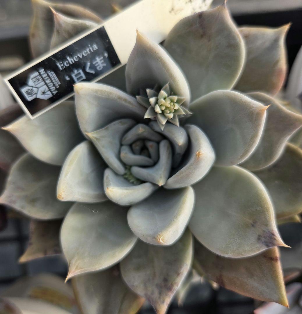 多肉植物…エケベリア♬*°大苗花芽付き優木園さん白くま♡子株4苗付き