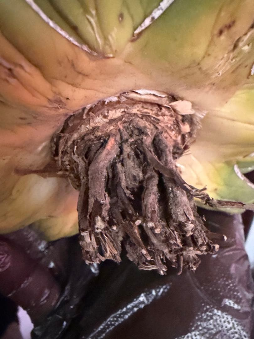 耐寒性アガベ 笹の雪大株◇ボール形ドライガーデン多肉サボテン　ユッカ　チタノタ