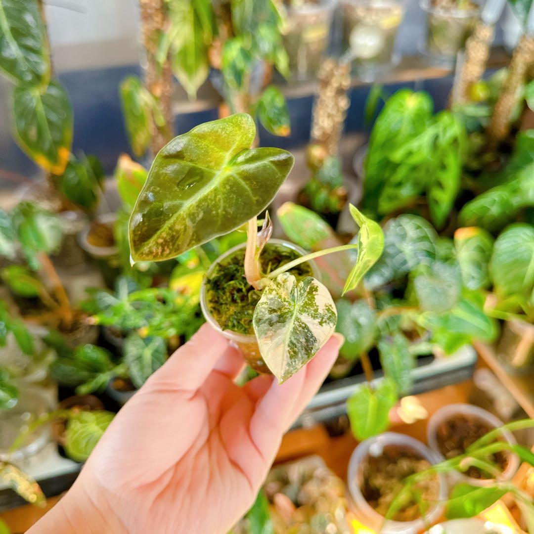 アロカシア　ハートバルーン　ピンク　斑入り　ベイビー