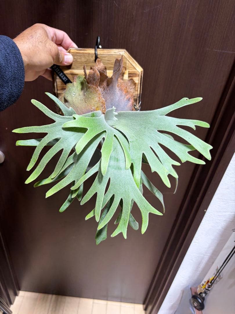 ビカクシダ IZANAMI