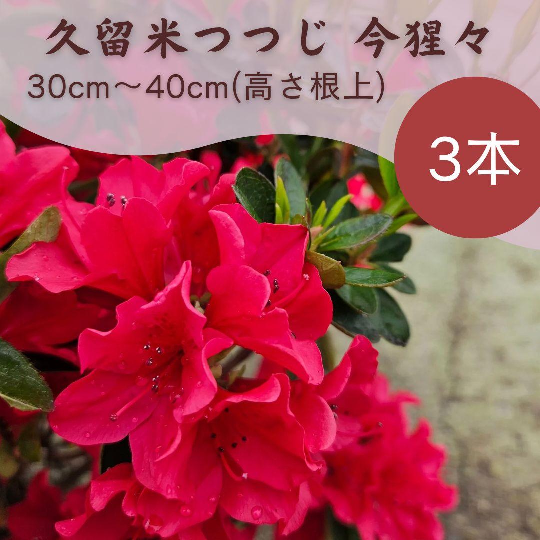 久留米つつじ 今猩々 いましょうじょう クルメツツジ 常緑 低木