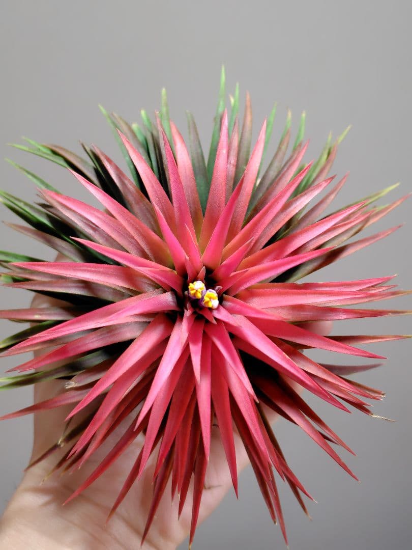 S*S様 イオナンタ ヘッジホッグ from TI