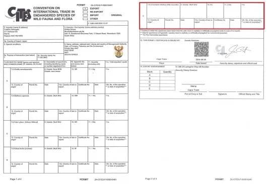 貴重！迫力サイス！ 51ｃｍ ナイルワニ （Nile crocodile） 頭骨