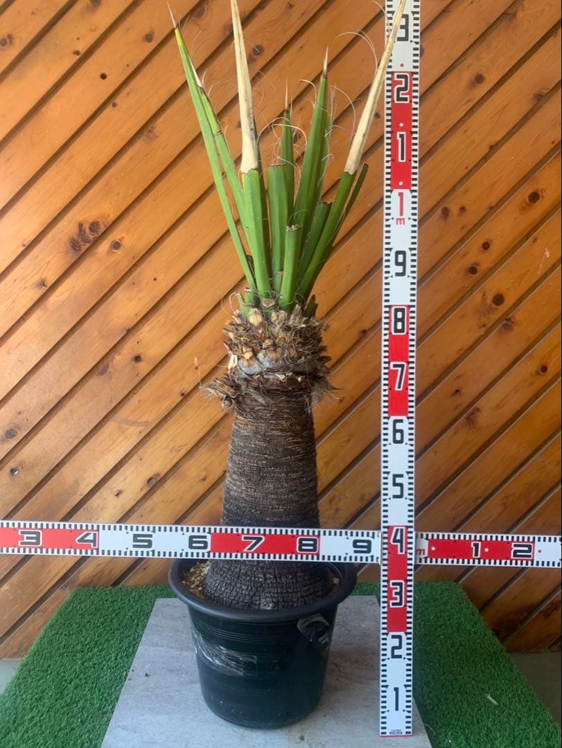 ユッカ　カルネロサーナ