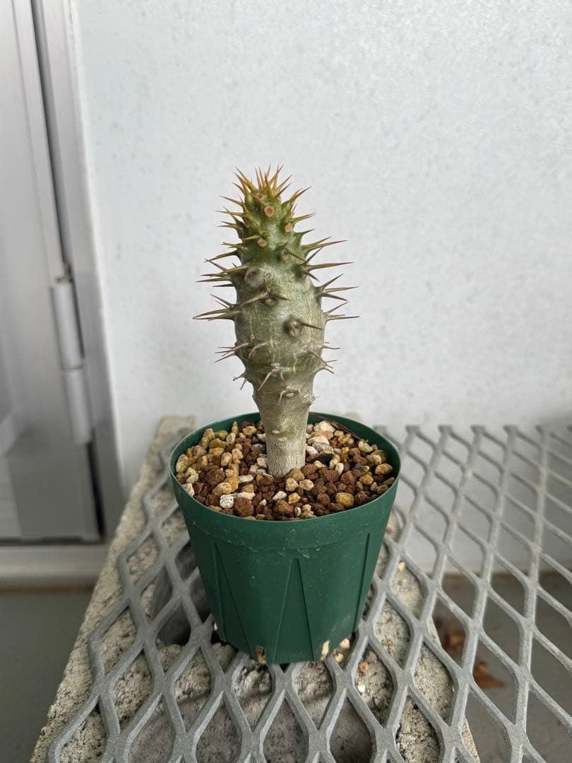 国内実生株 パキポディウム アンボンゲンセ ②