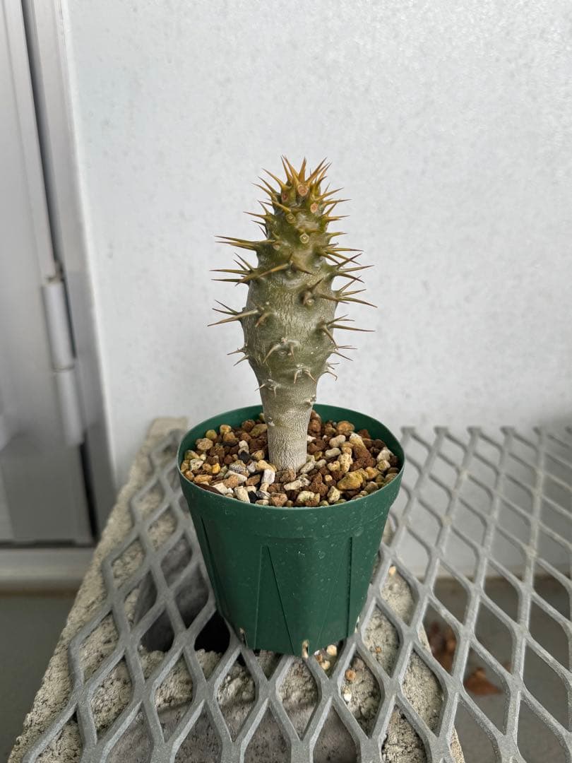 国内実生株 パキポディウム アンボンゲンセ ②