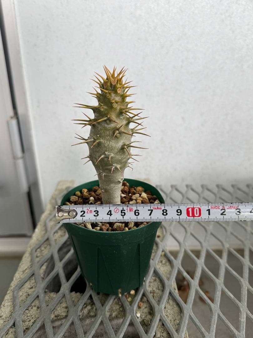 国内実生株 パキポディウム アンボンゲンセ ②