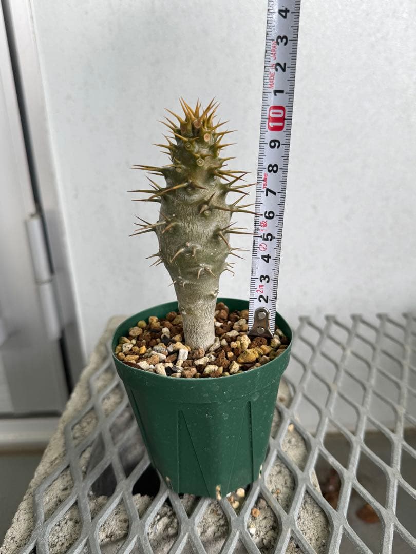 国内実生株 パキポディウム アンボンゲンセ ②