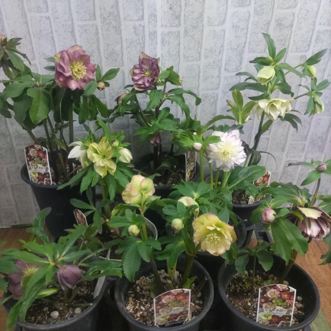 ７日入荷⭐️クリスマスローズダブル咲き⭐️８鉢セット