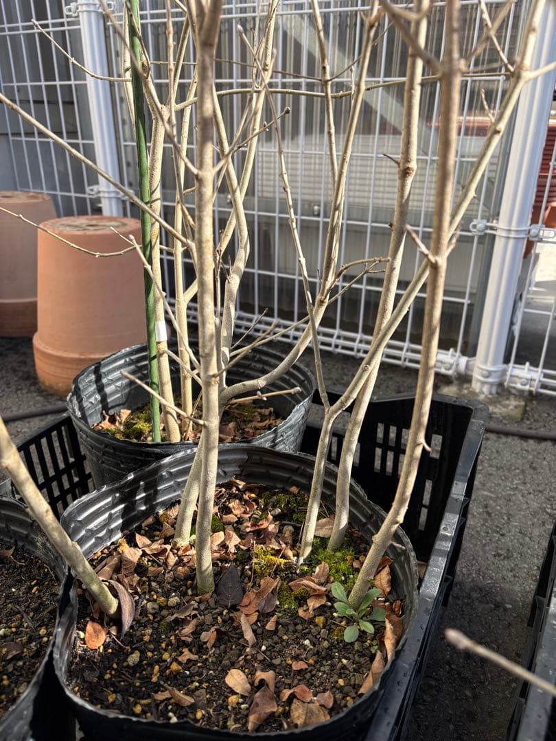 アオダモ③高さ約1.4m 株立ち