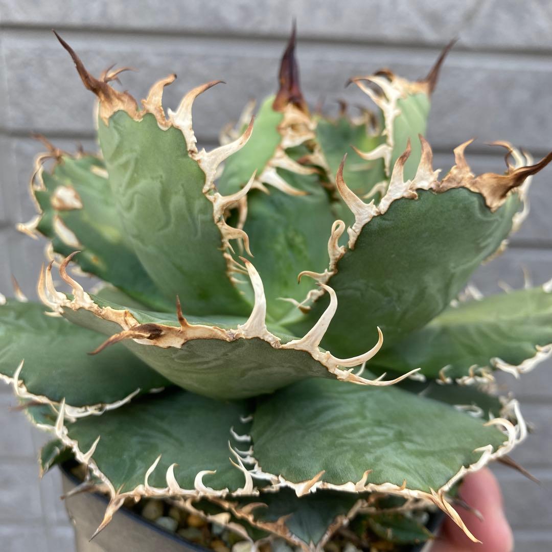 アガベチタノタ　フィリグリー親株と子株付き　抜き苗発送③