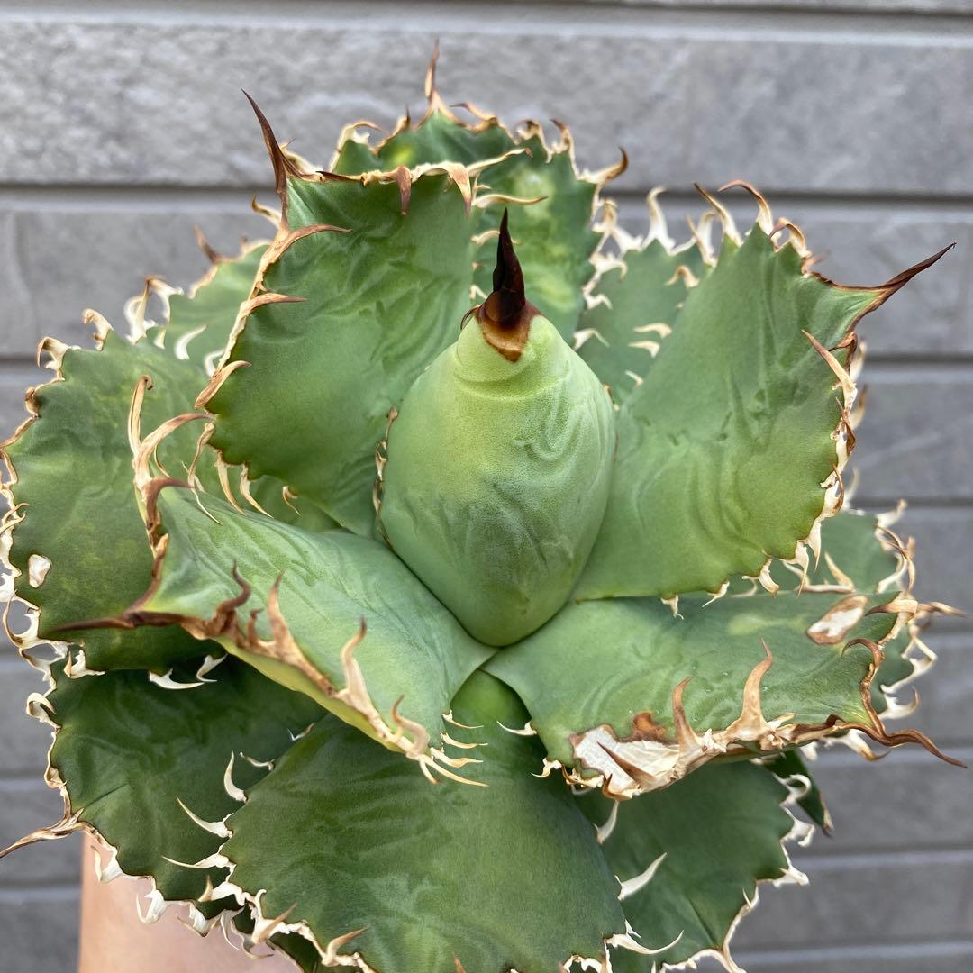 アガベチタノタ　フィリグリー親株と子株付き　抜き苗発送③