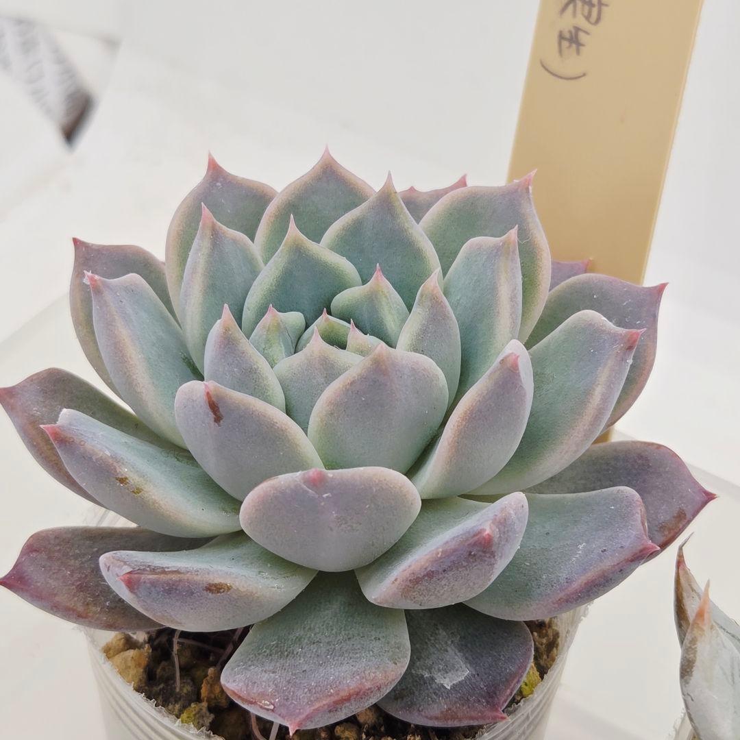 ビ*キ様 ㊸大きめ さくらホイップ❣️ミニマカロン❣️中リン交配❣️発根済6苗メ