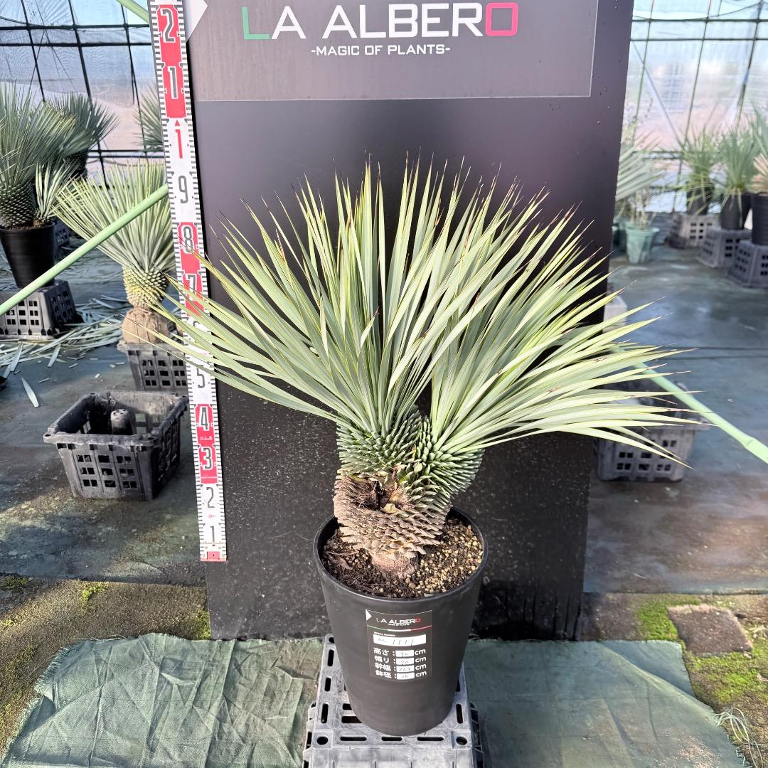 【AL1111】ユッカ　ロストラータ　超希少の頂上分頭　エキゾチック個体