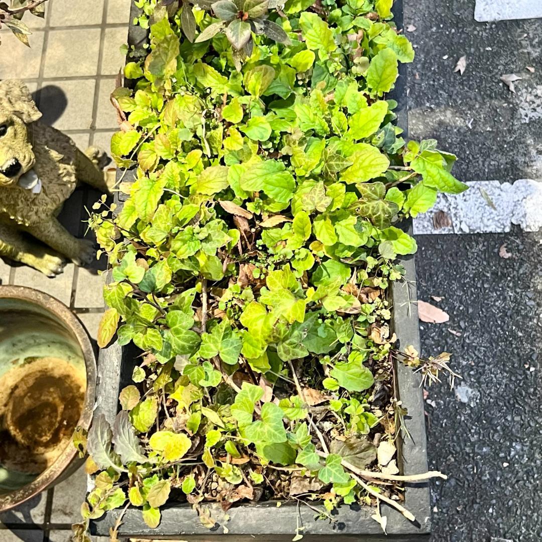 i＊【 2個セット 】ガーデンポット ガーデンインテリア 大・小セット ブラック