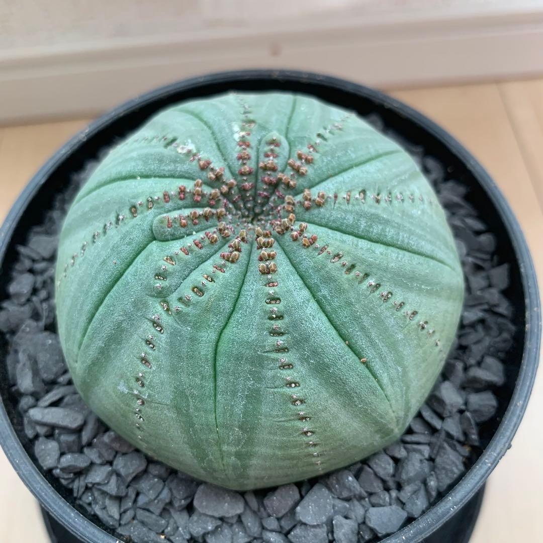 シンメトリカ 仔吹きタイプではない 螺旋稜 7.5cm 3.5寸鉢 幾何学模様