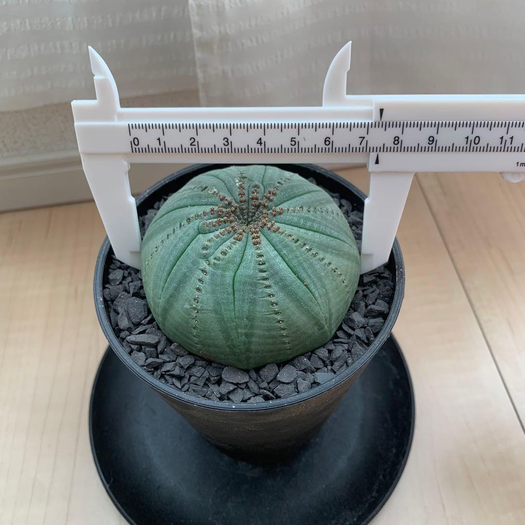 シンメトリカ 仔吹きタイプではない 螺旋稜 7.5cm 3.5寸鉢 幾何学模様