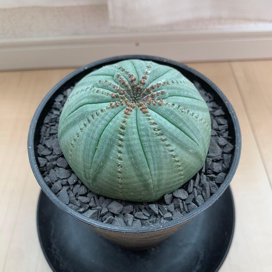 シンメトリカ 仔吹きタイプではない 螺旋稜 7.5cm 3.5寸鉢 幾何学模様