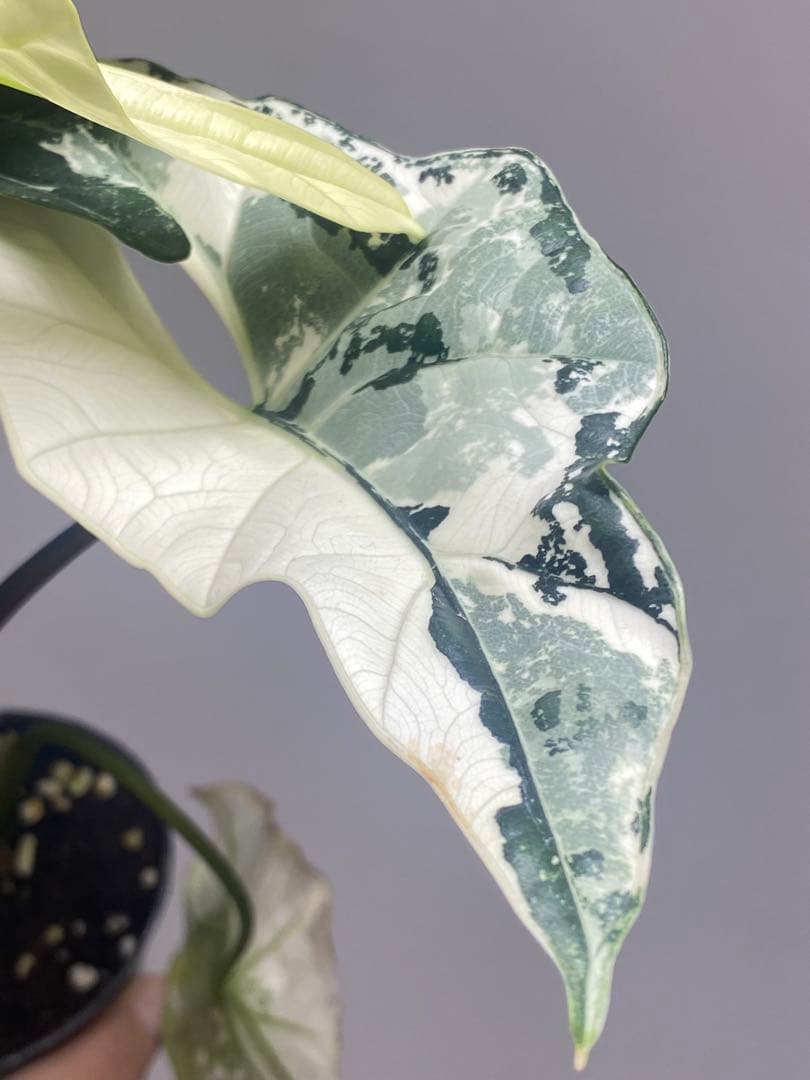 【超希少極斑‼️】アロカシア　シンポ　アルボ　斑入り　希少　レア　人気　メルカリ便