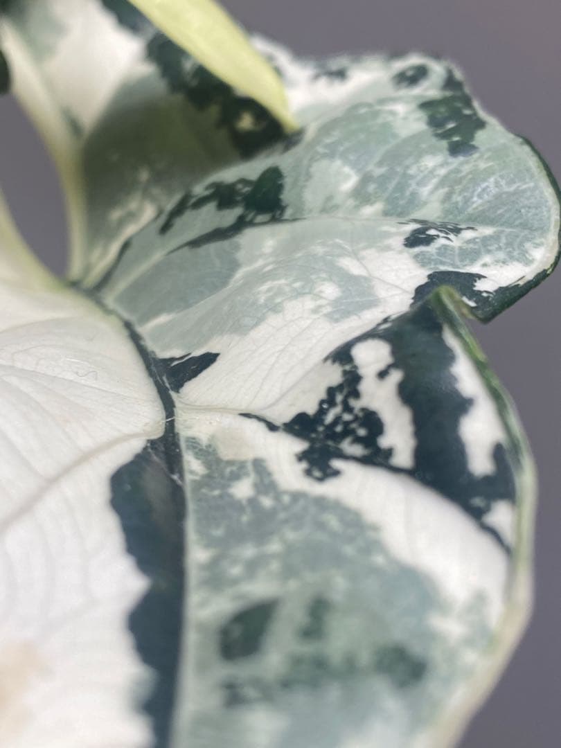 【超希少極斑‼️】アロカシア　シンポ　アルボ　斑入り　希少　レア　人気　メルカリ便