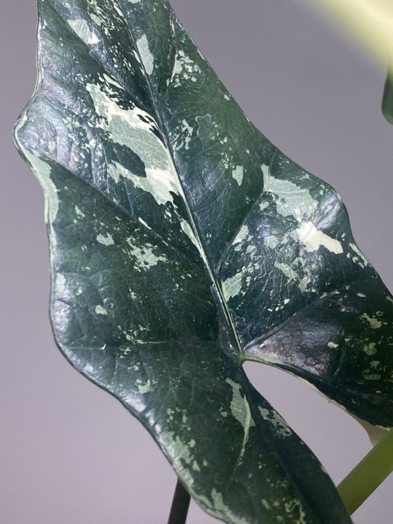 【超希少極斑‼️】アロカシア　シンポ　アルボ　斑入り　希少　レア　人気　メルカリ便