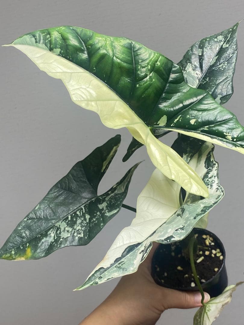 【超希少極斑‼️】アロカシア　シンポ　アルボ　斑入り　希少　レア　人気　メルカリ便