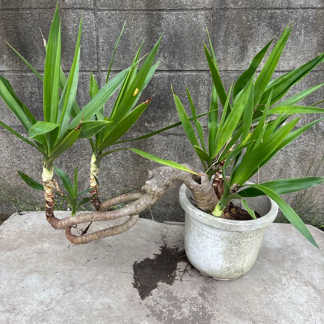 6ヘッド　エレファンティペス　ドライガーデン　送料込　リギダ　ユッカ　柱サボテン