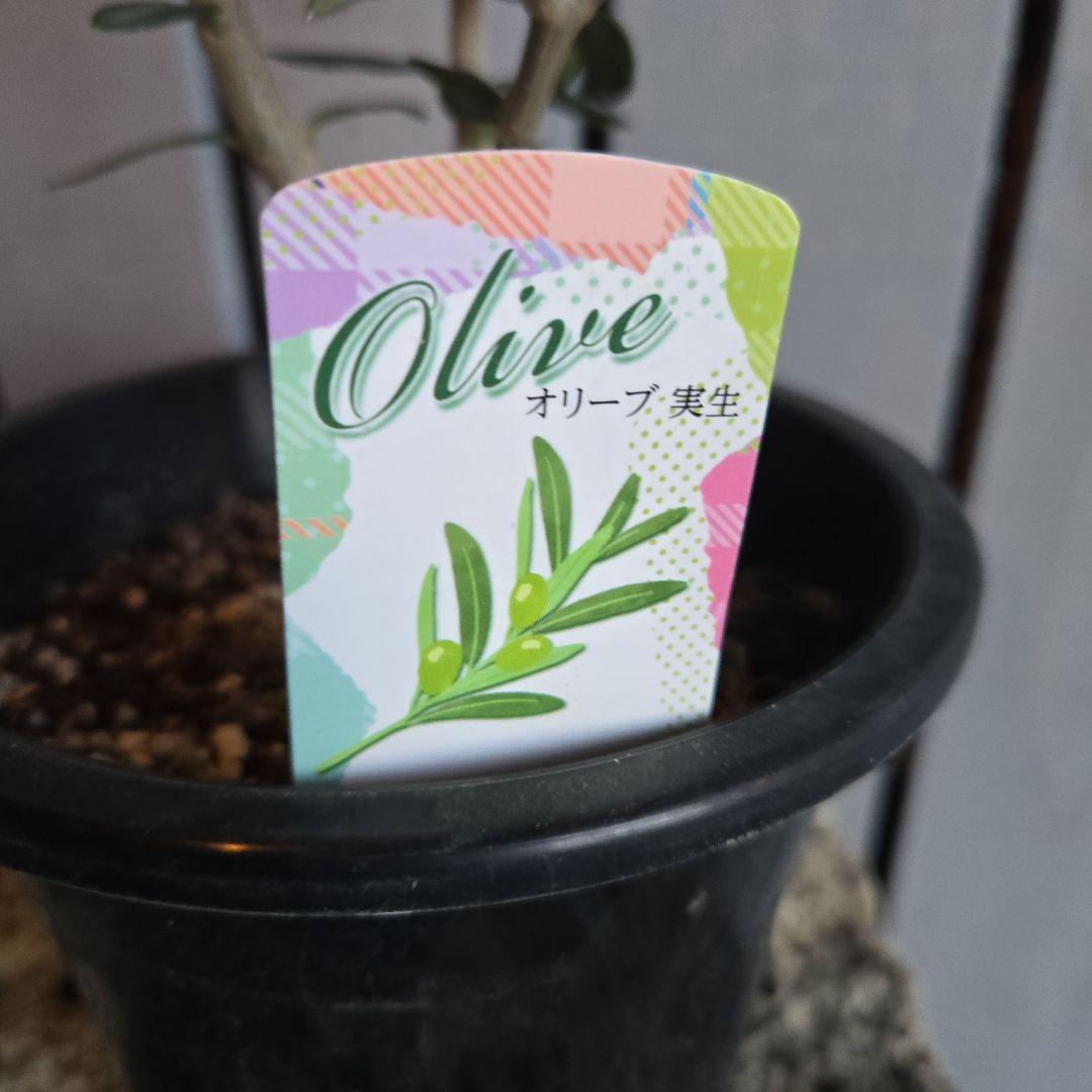 Sun　②オリーブの木　⑥アレカヤシ　①ホプシー　3苗セット