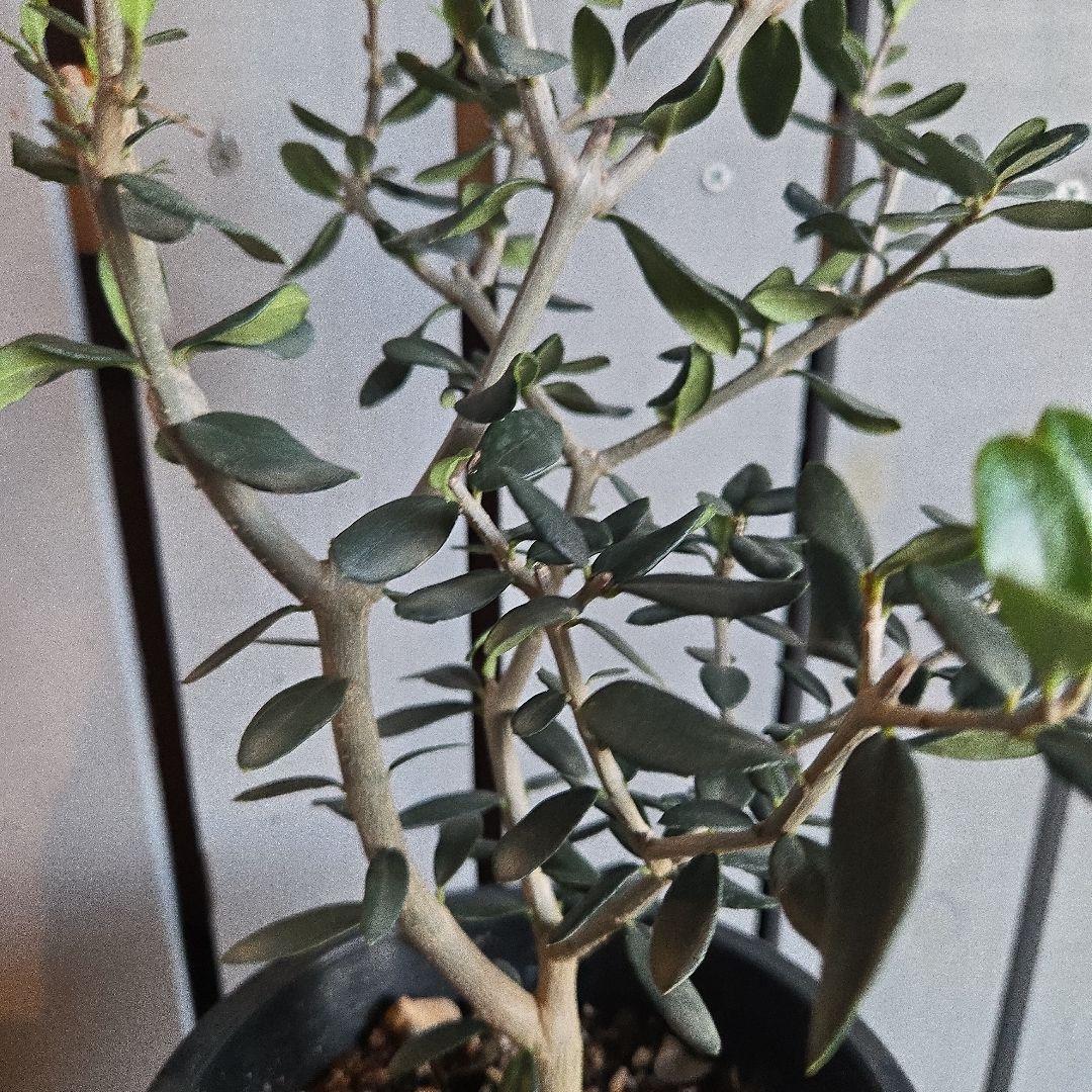 Sun　②オリーブの木　⑥アレカヤシ　①ホプシー　3苗セット