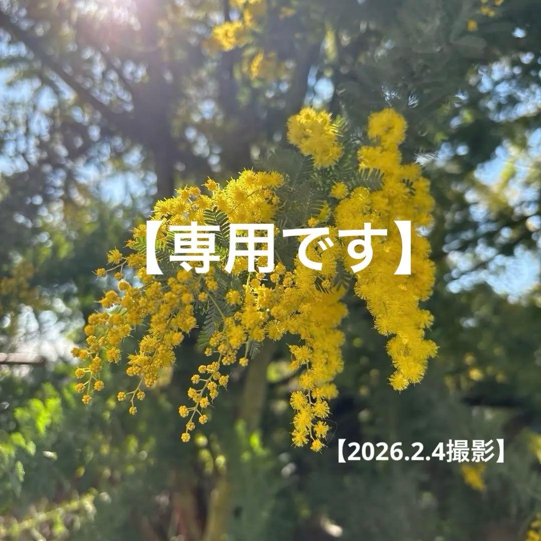 【Yuuさま専用】①フレッシュミモザ　無農薬　100サイズたっぷりお入れします