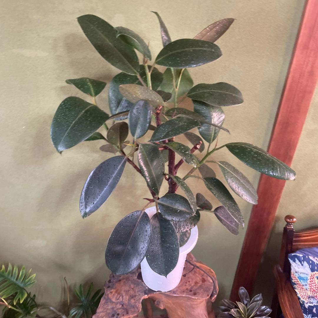 フィカス　バーガンディ