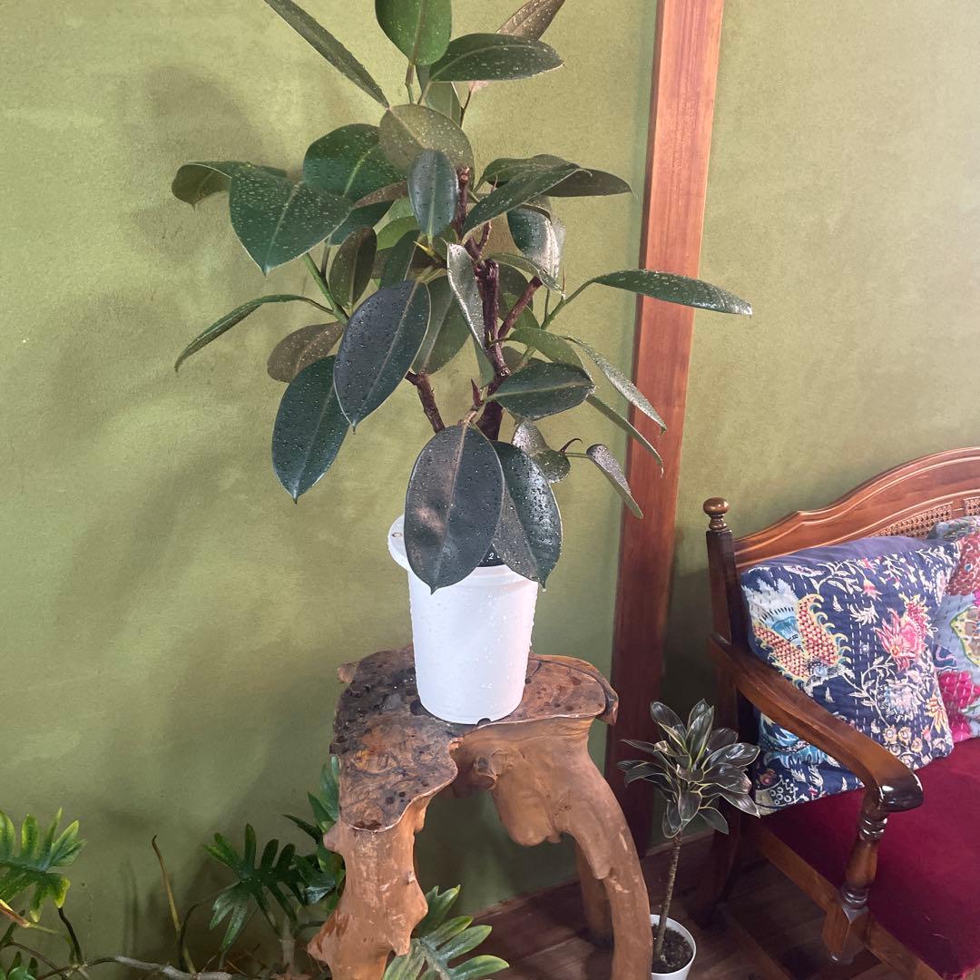 フィカス　バーガンディ