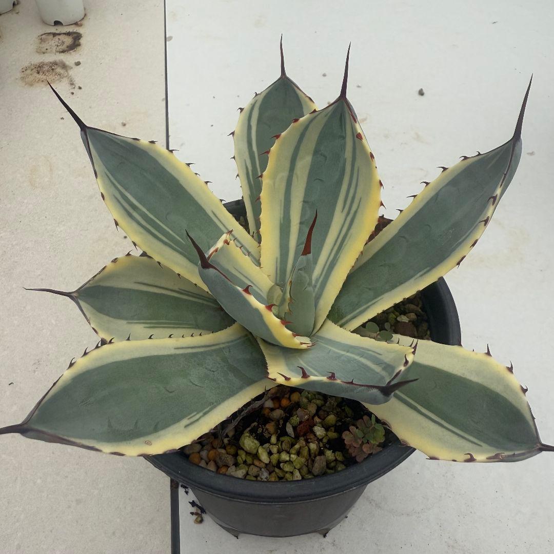 アガベ パリー トルンカータオリザバ Agave