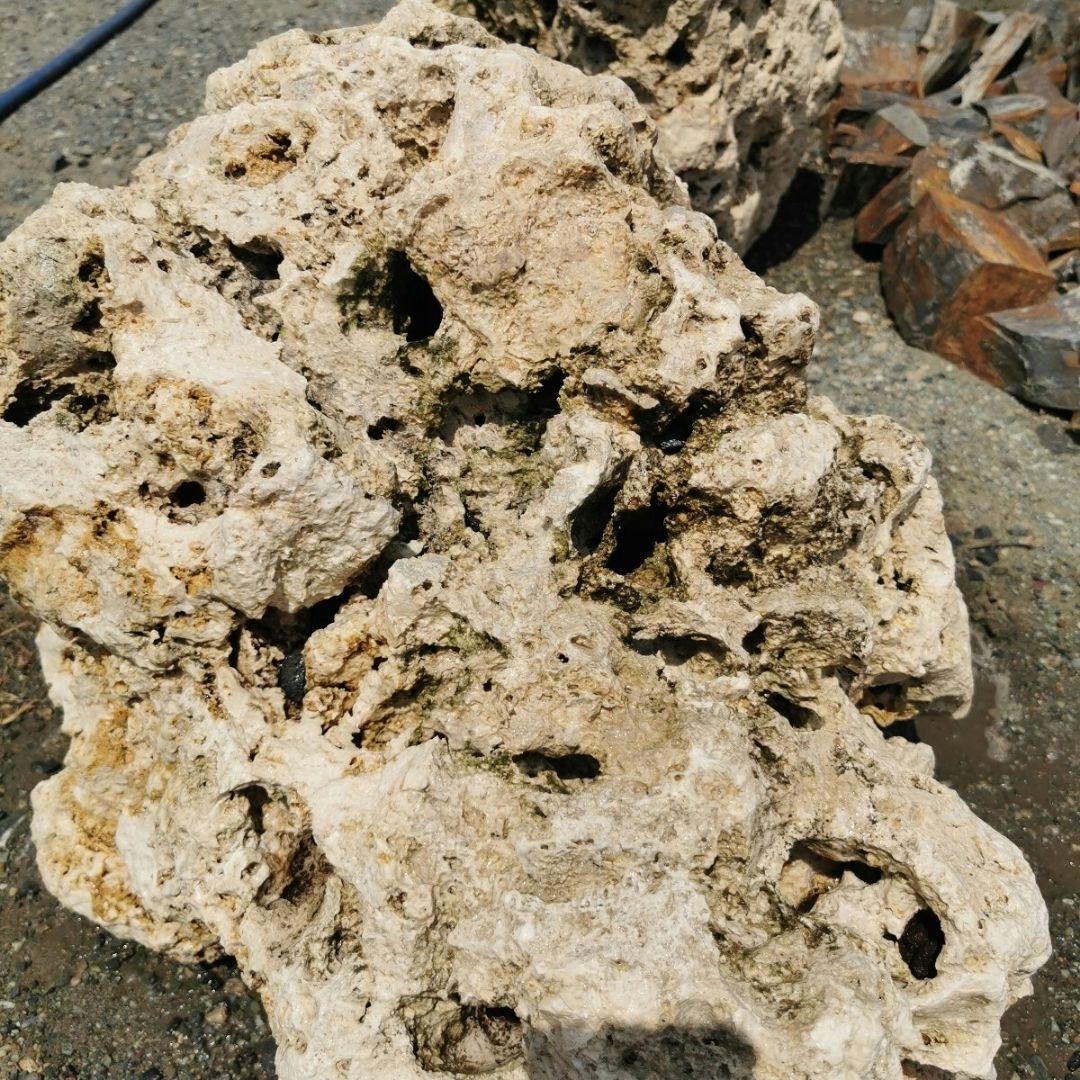 サンゴ石　88キロ　庭石　石　鑑賞石 石材　庭　ガーデニング　置物