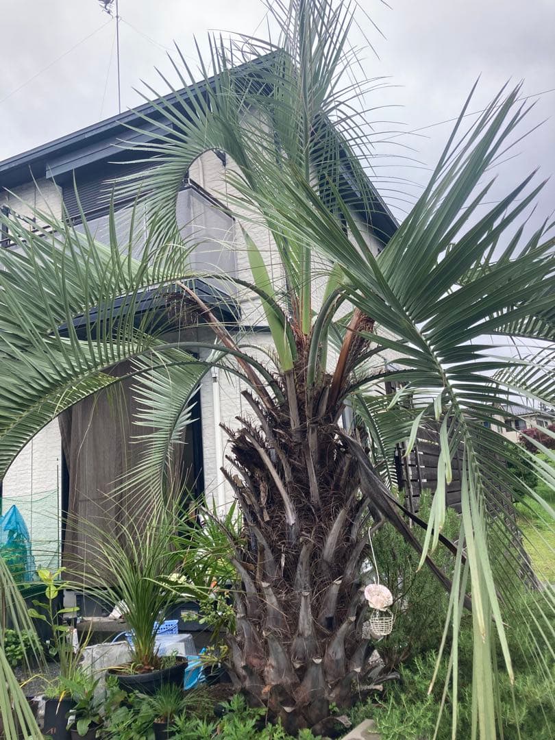 耐寒性ヤシ　ココスヤシ幹太大株◇南国リゾート西海岸ドライガーデン　アガベ ユッカ