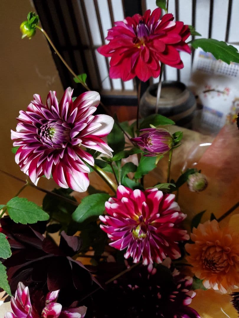 注文用です。　ダリア　中輪　赤色と白色の咲き分け咲き　１球～25-7(2)