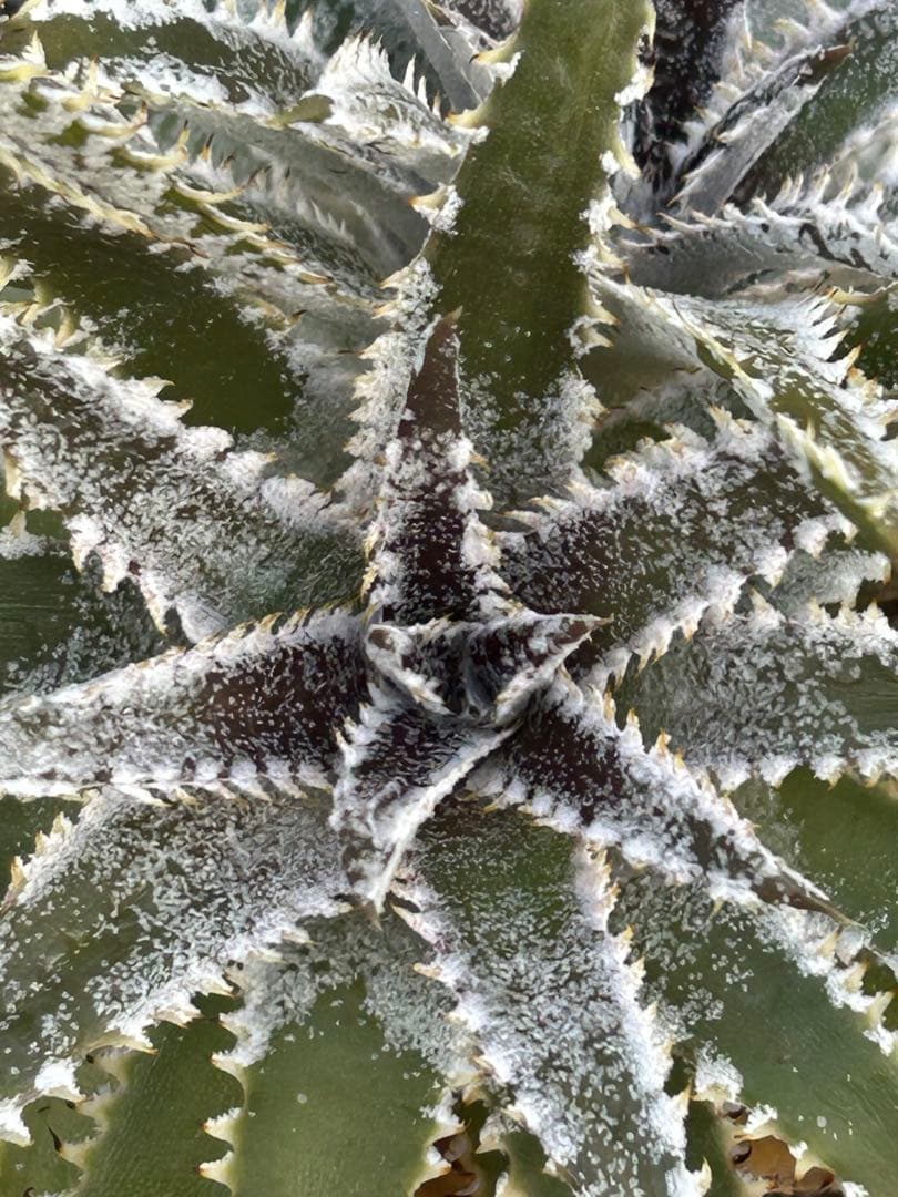 DBディッキア Dyckia Bill Baker hyb #216 ⑴