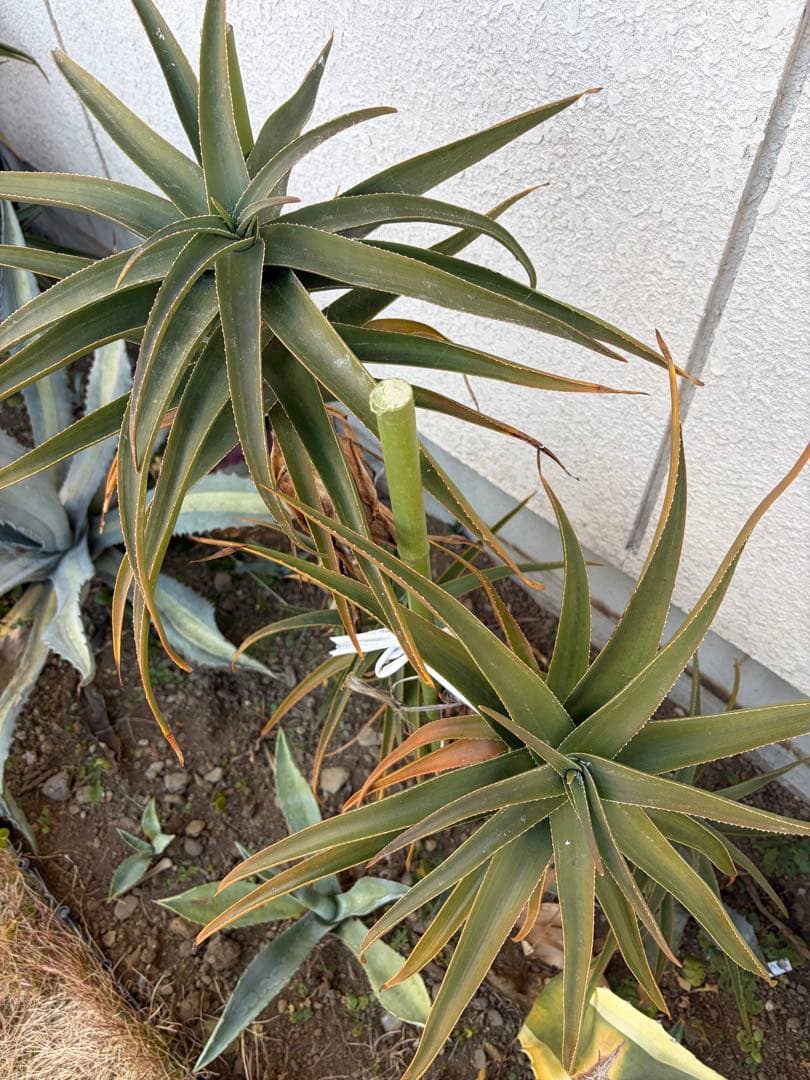 耐寒性アロエ　ストリアツラ5頭大株◇ドライガーデン多肉サボテン　アガベ ユッカ