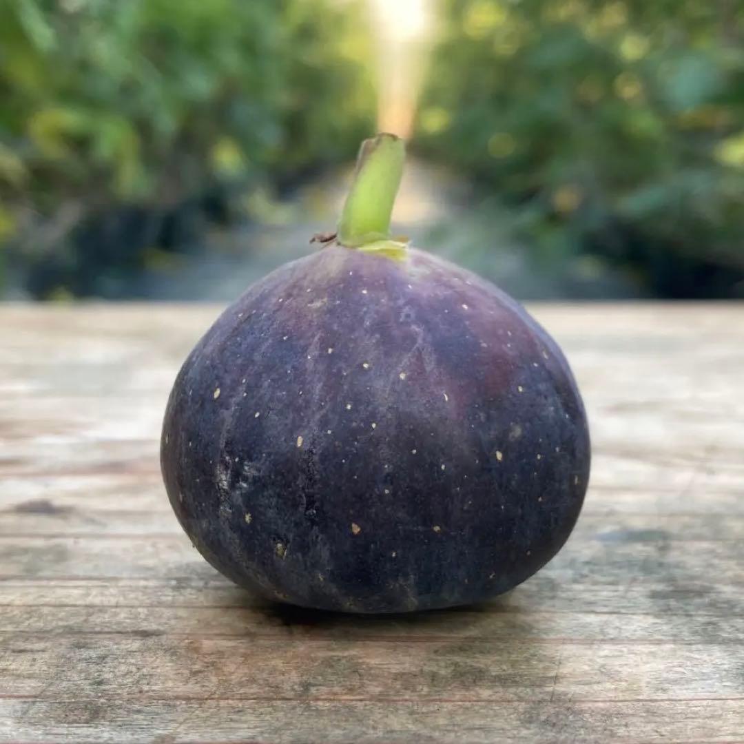 【挿木苗ラスト出品】Honey Plum 挿木苗 イチジク ぼか3点