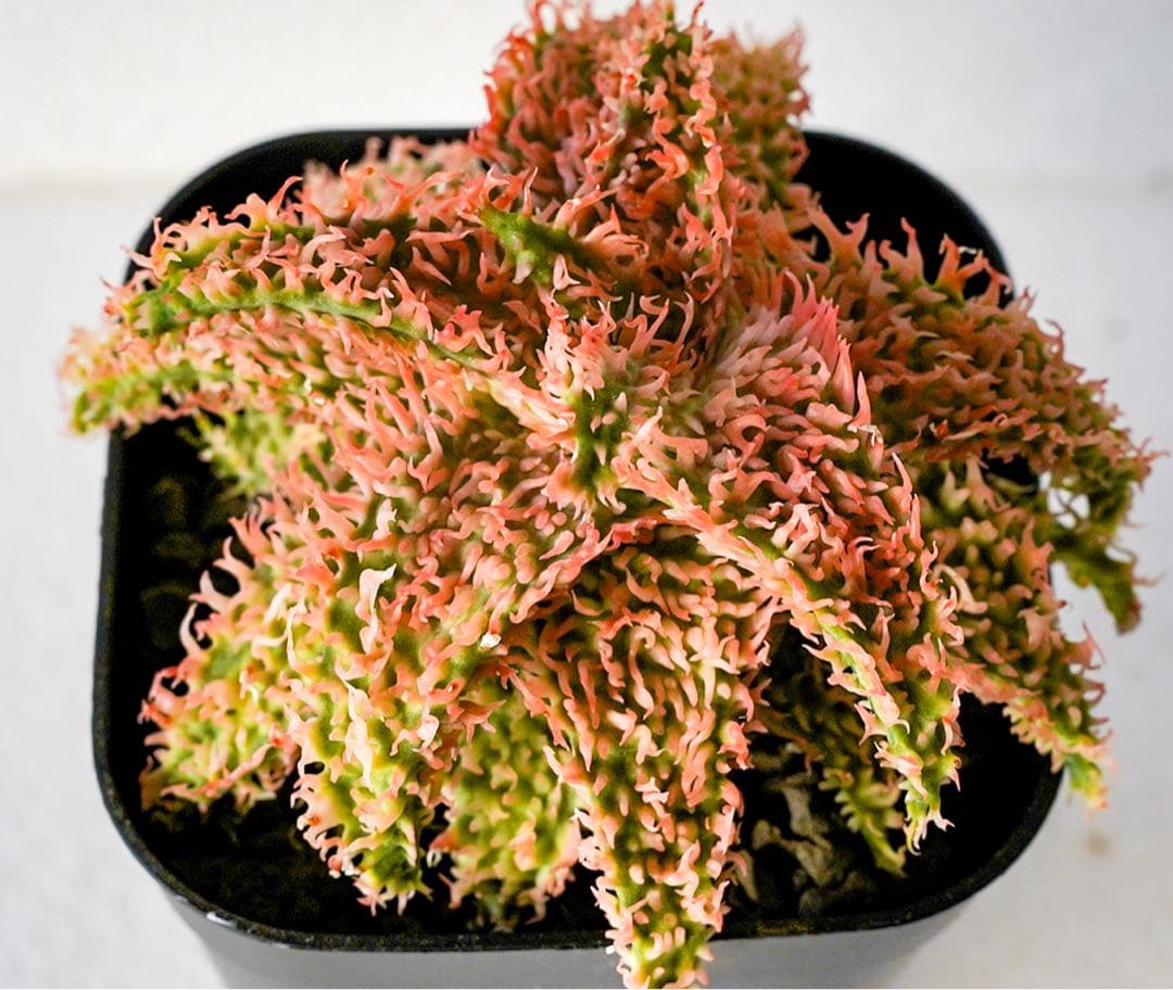 アロエハイブリッド