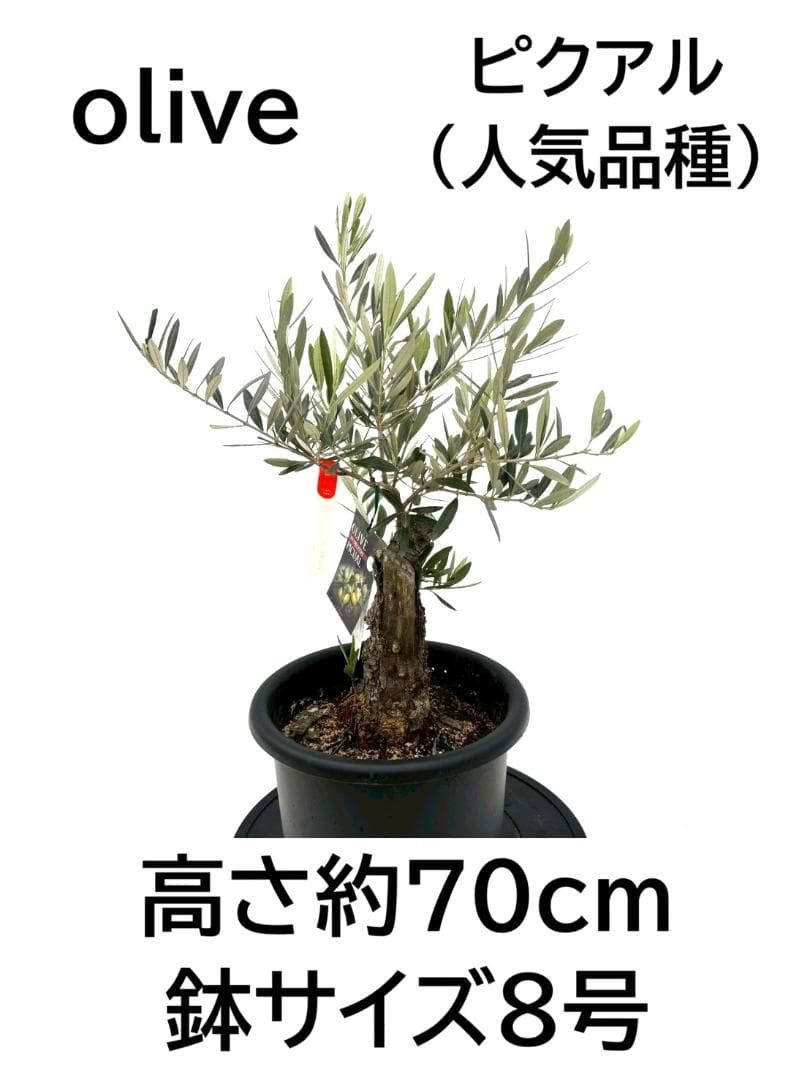 オリーブの木　古木　ピクアル　8号　約70cm　NO.833　人気品種　現品掲載