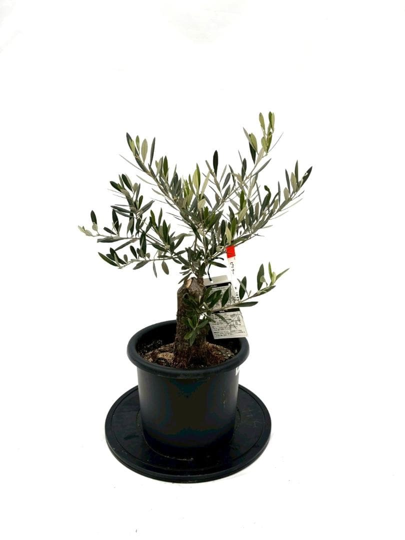 オリーブの木　古木　ピクアル　8号　約70cm　NO.833　人気品種　現品掲載