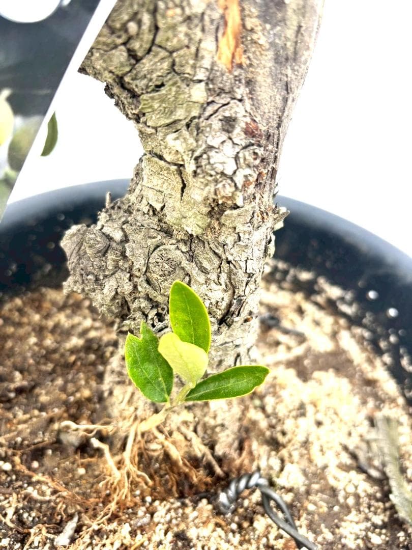 オリーブの木　古木　ピクアル　8号　約70cm　NO.833　人気品種　現品掲載