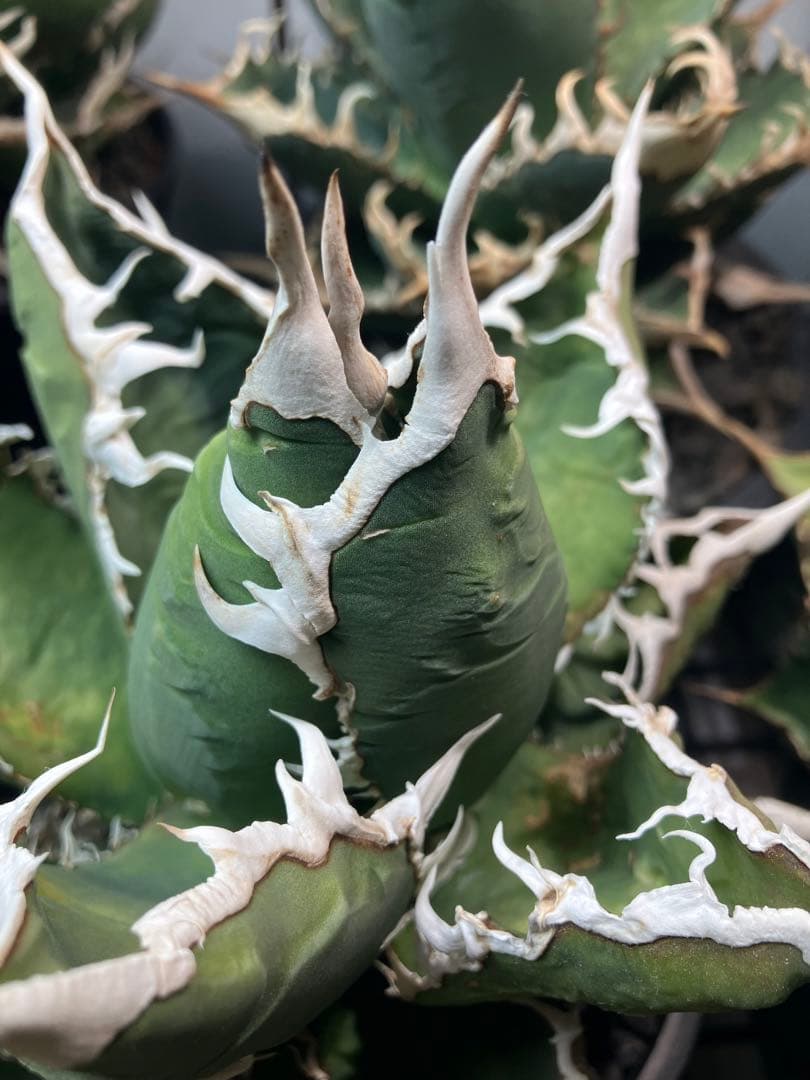 最終価格　Agave 白嵐　子株販売