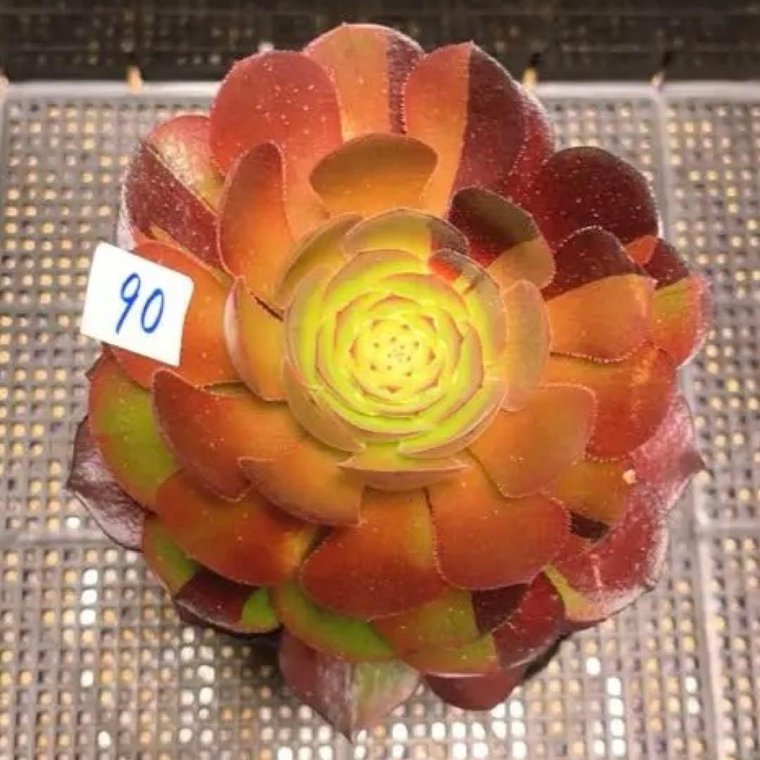 90#多肉植物アエオニウム錦❤️花顔黒バラ錦❤️1大頭14cm 拔き苗