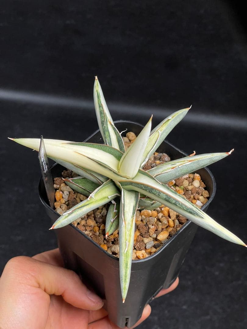 EMP サンセベリア Lav.1970 白斑 new ver. / SA425