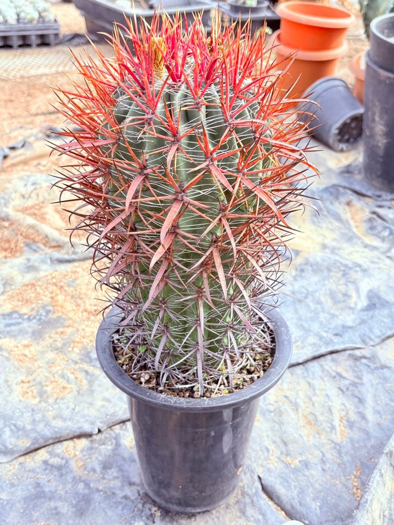 サボテン フェロカクタス 赤棘金冠竜