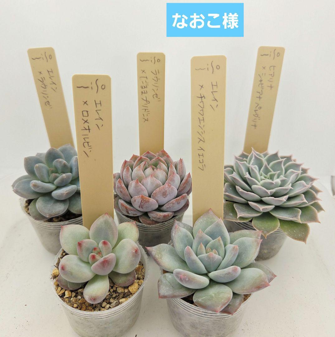 なおこ 5苗 メルカリ便送料込