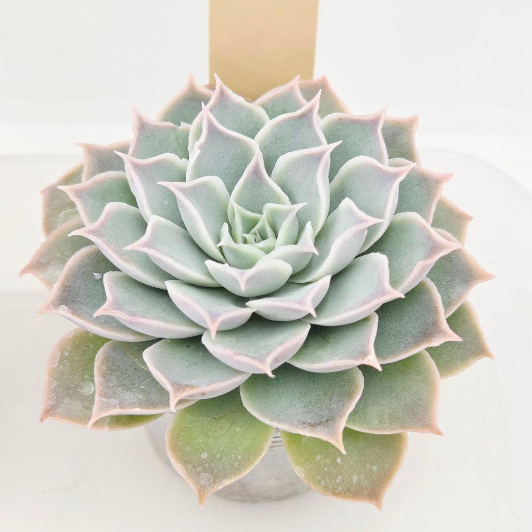 なおこ 5苗 メルカリ便送料込