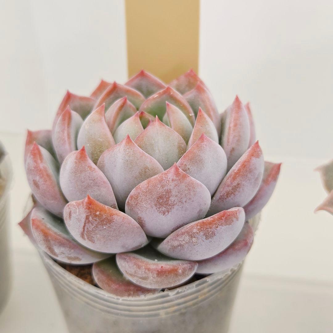 なおこ 5苗 メルカリ便送料込